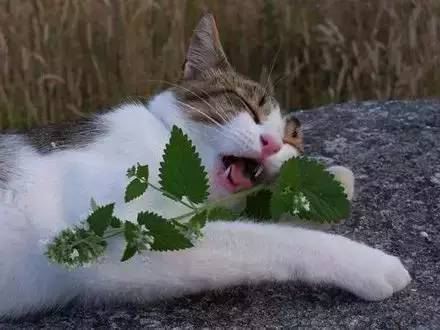 猫薄荷为什么会使猫嗨起来 知乎 猫薄荷为什么会使猫嗨起来 知乎