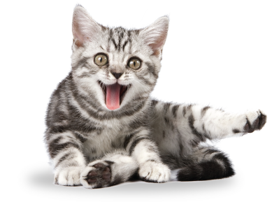 猫、狗真的会笑吗?或者说有表情吗?