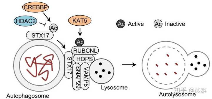 细胞自噬的发生过程是怎样的？ - 知乎
