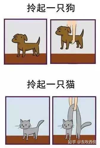 为什么猫咪能像液体一样