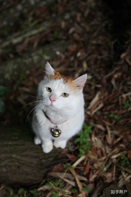 日本网红猫咪猫叔去世，你有什么想对猫叔说的？