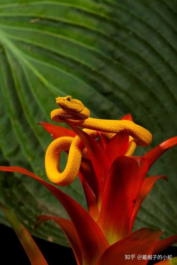 松花蛇图片 松花蛇图片大全大图 菜花蛇