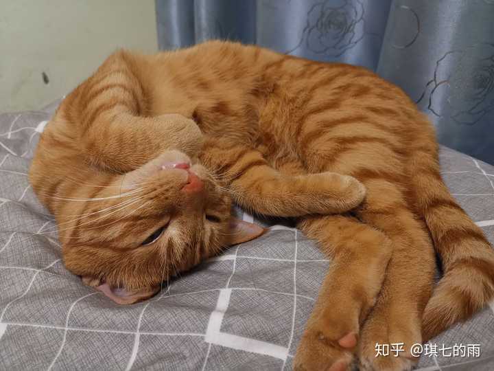 养橘猫和狸花猫哪个会更好 知乎 养橘猫和狸花猫哪个会更好 知乎