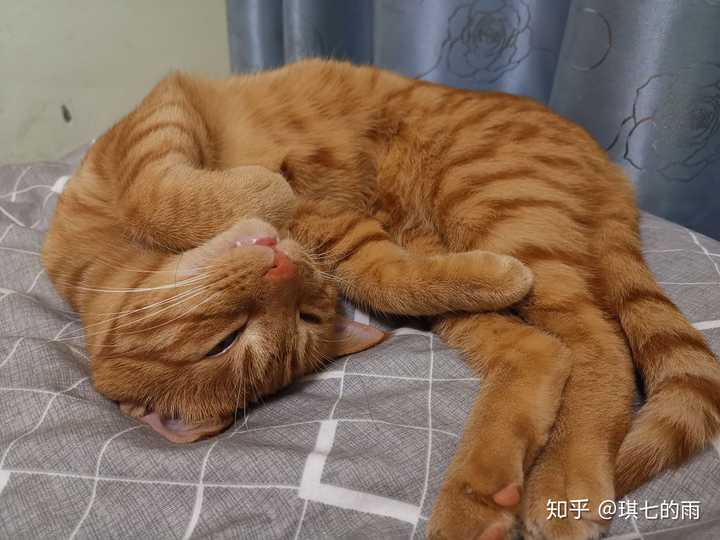 养橘猫和狸花猫哪个会更好 知乎