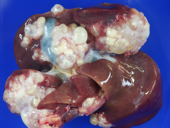 有哪些野生动物的肉是十分不健康的