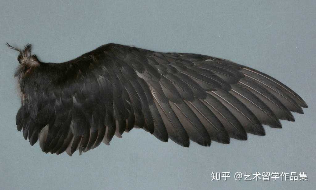 九种鸟类翅膀参考