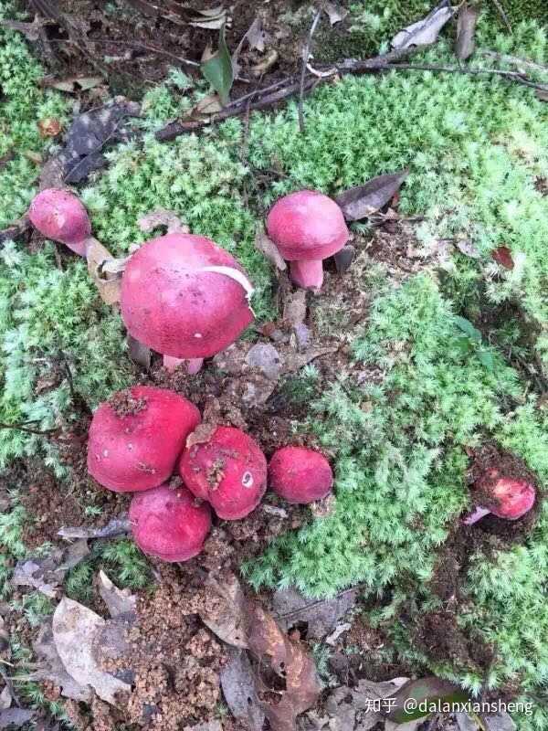 据说无法人工种植的山珍—福建红菇