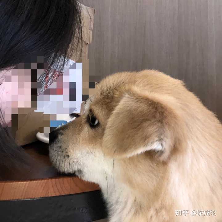 狗哥非常撩 嘻嘻 今天陪它玩了三个小时 累 附上狗哥与沙雕亲密照流出