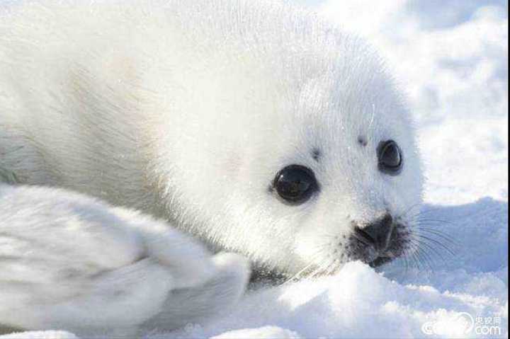 有哪些长得很萌的动物?