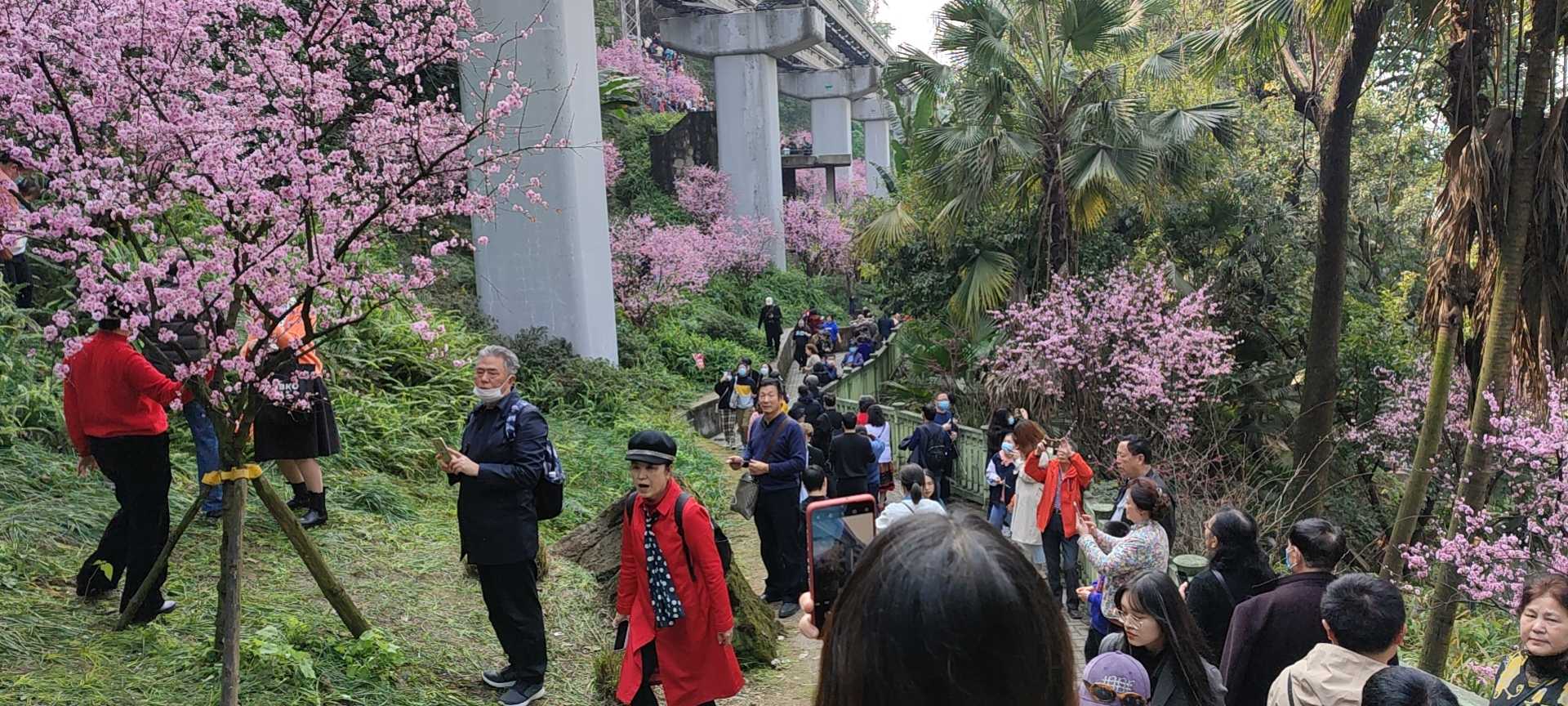 重慶遊品 的想法: 重慶佛圖關公園,開往春天的列車太火了!… - 知乎