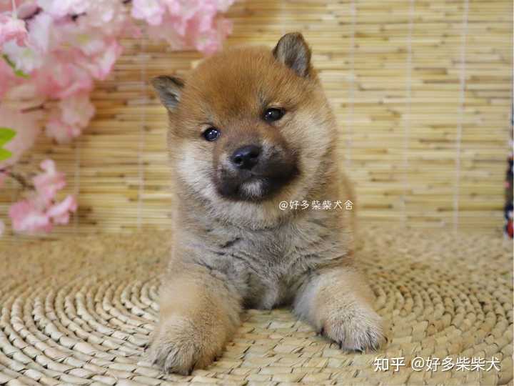 为啥我家柴犬没有豆豆眉 纯吗 知乎 为啥我家柴犬没有豆豆眉 纯吗 知乎