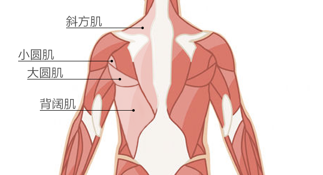 这些肌肉都是左右对称的