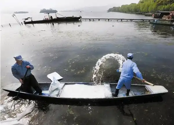 杭州西湖将连续一周撒 7 吨漂白粉，以保障荷花健康生长，会对其他生物产生影响吗？还有哪些好的消杀方式？