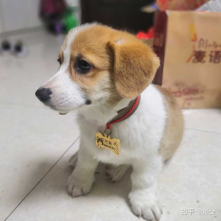 3个月的柯基耳朵往后耷拉着怎么办还能立耳吗