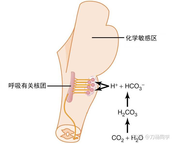 中枢化学感受器:位于延髓腹外侧