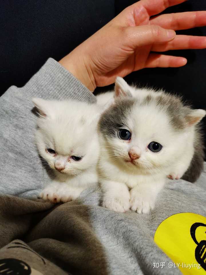 一个月英短蓝猫?