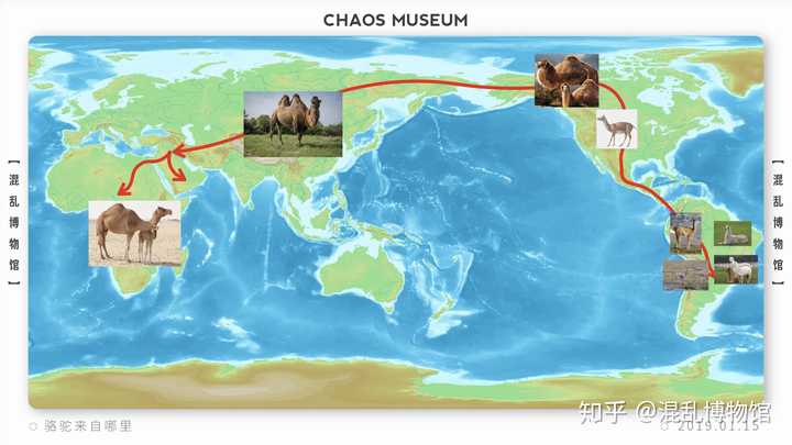 沙漠之舟是什么动物