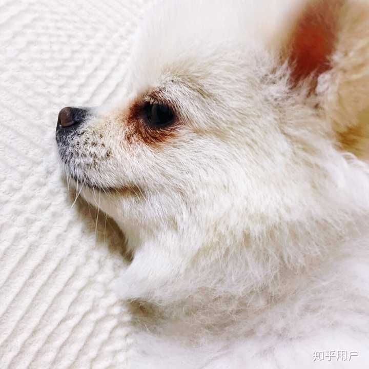 为什么我感觉看到的博美和俊介完全是两类狗狗 知乎