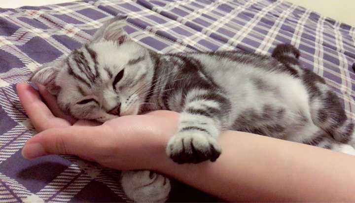 抱着我的胳膊睡觉的喵