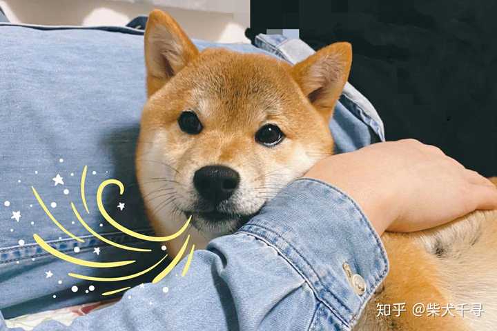 怎么区分柴犬和豆柴呢 知乎 怎么区分柴犬和豆柴呢 知乎