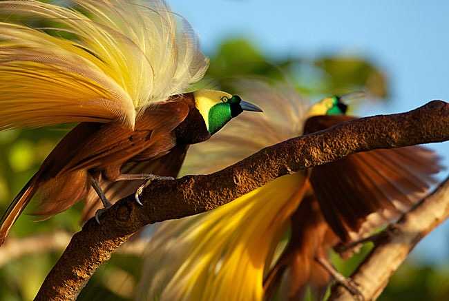 无脚鸟也叫极乐鸟是否存在