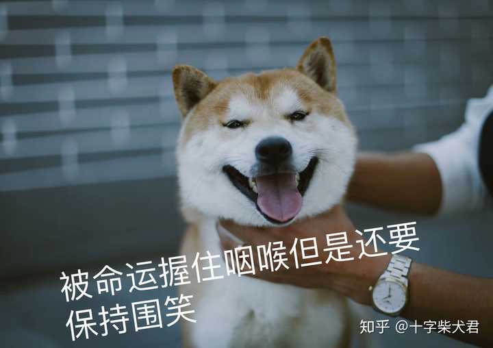 购买柴犬如何防骗 怎么样识别黑心犬舍 知乎