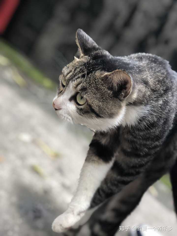 在川美遇到的猫,用手提溜起来了,哈哈哈哈