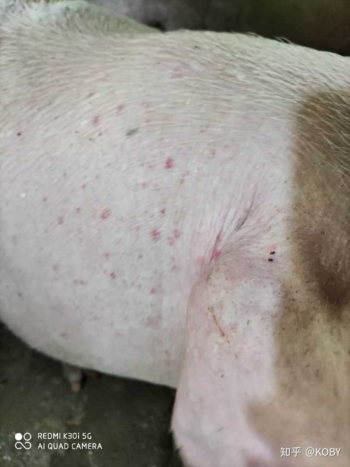 一些小猪身上好多红点紫点吃东西正常的有几个红点地方结痂了求知道的
