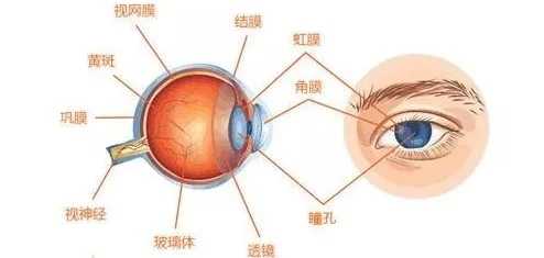 有什麼方法可以讓近視的眼睛變有神