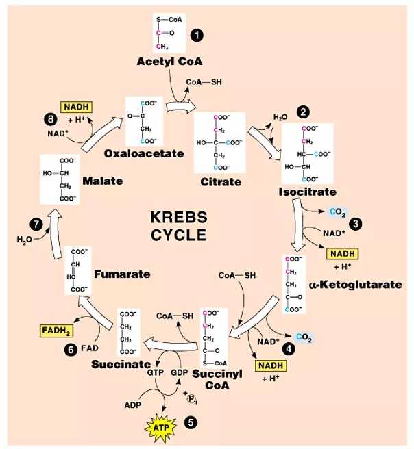 【我上了游戏】(oxaloacetate),需要确