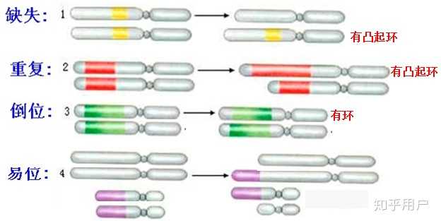 基因突变、基因重组、染色体变异的区别？ - 知乎