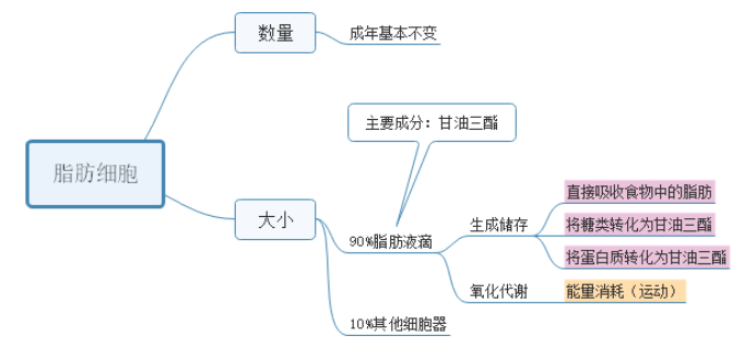 查看和更好的瞭解脂肪細胞對體重管理的影響,我們將其做成了思維導圖