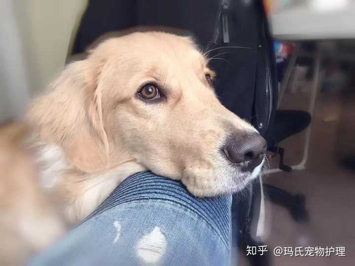 狗粮需要定时更换吗 是长期不换只吃一种比较好还是偶尔换个品牌种类比较好 知乎 狗粮需要定时更换吗 是长期不换只吃一种比较好还是偶尔换个品牌种类比较好 知乎