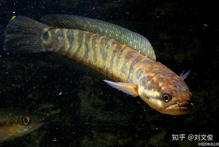 请问这个是什么鱼求名字