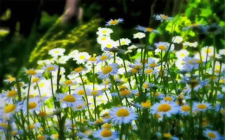 有哪些描写花朵 春天的英文诗歌 知乎