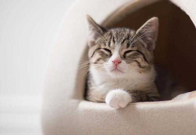 哪些养猫常识是错误的?