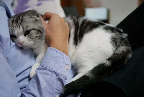 猫会怎么表达自己的不舒服？