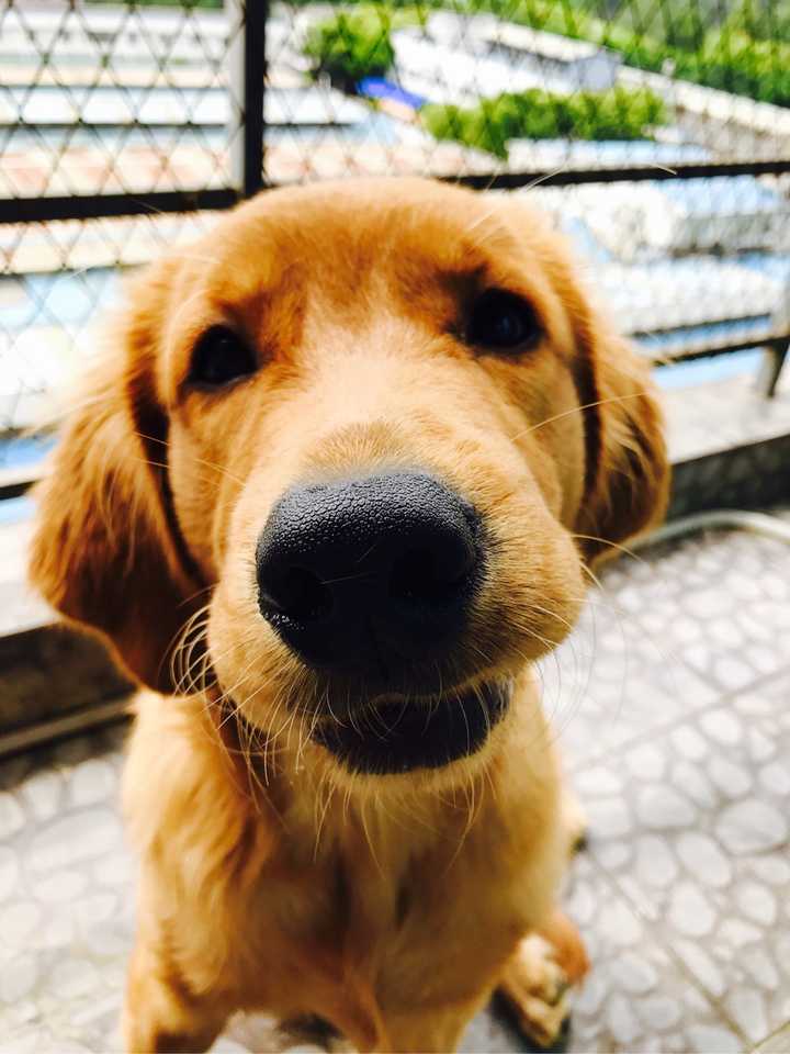 养一只金毛是一种怎样的体验?