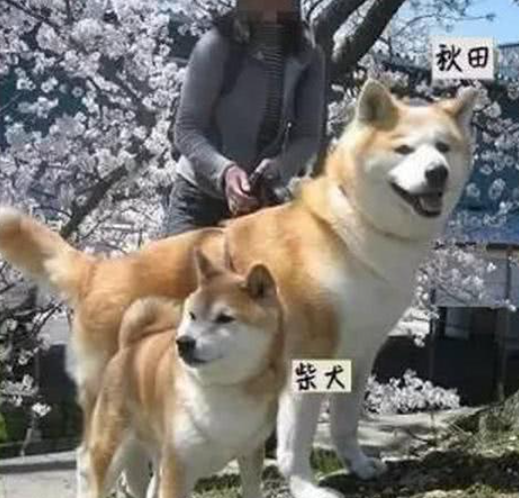 中华田园犬 柴犬和秋田犬的区别是什么 知乎