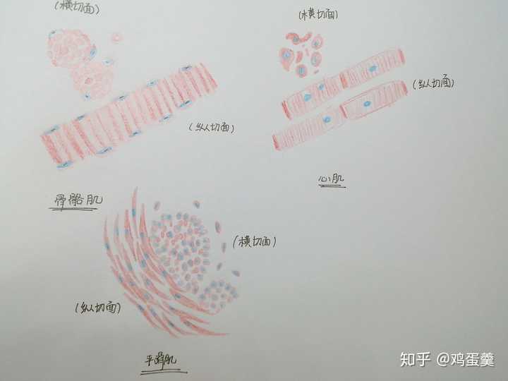 平滑肌切片手绘图,平滑肌纵切面手绘图,平滑肌手绘图_文秘苑图库