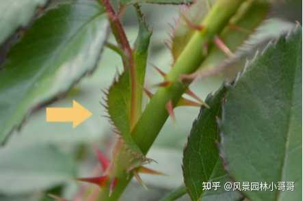 月季 玫瑰 蔷薇有何区别 知乎 月季 玫瑰 蔷薇有何区别 知乎