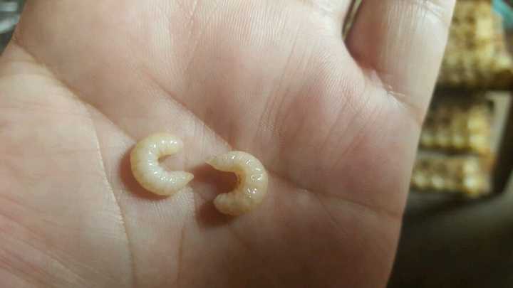 请教各位大神,老房顶上掉下来好些个这种白色半透明大肉虫,是什么虫子