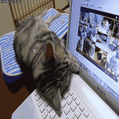 猫咪疯狂敲键盘gif原图图片