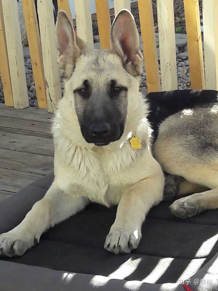 平背德牧马上要见不到了吗?