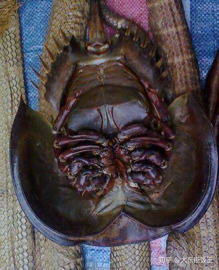 三叶虫怎么烹饪好吃?