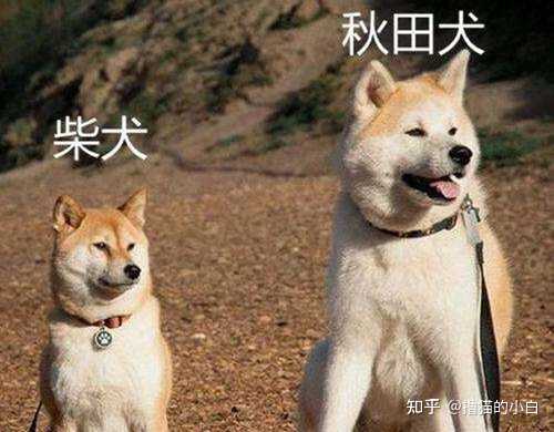 中华田园犬 柴犬和秋田犬的区别是什么 知乎