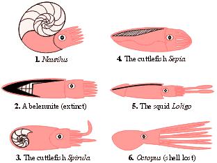 鱿鱼结构图解图片