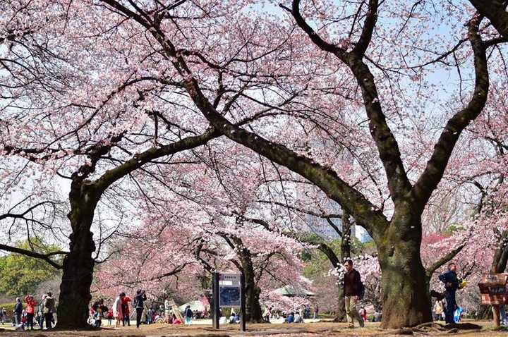 日本三月樱花比较偏门的观赏地点有哪些 知乎