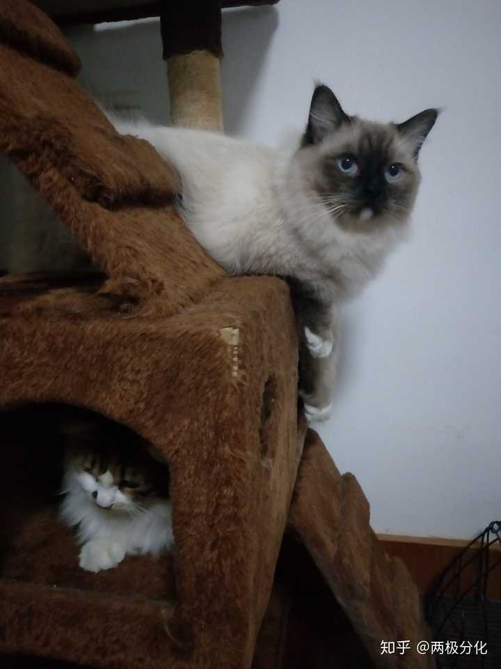 这黑白相间的是什么品种的猫?