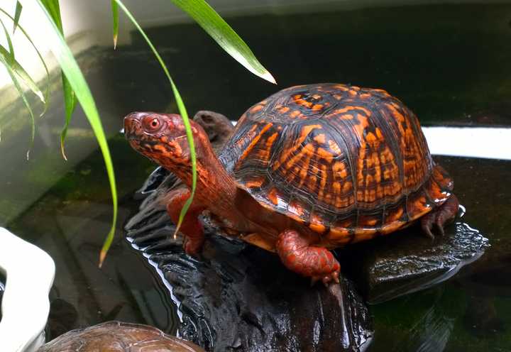 因为图片不够全面,具体是东部箱龟还是三趾箱龟还是湾岸箱龟,或者他们